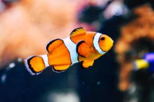 体育彩票停售还能买吗？解读彩票市场未来走向体育彩票停售还可以买吗